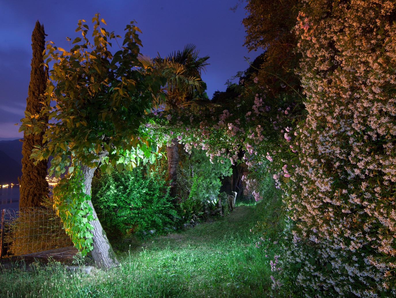 garden at night