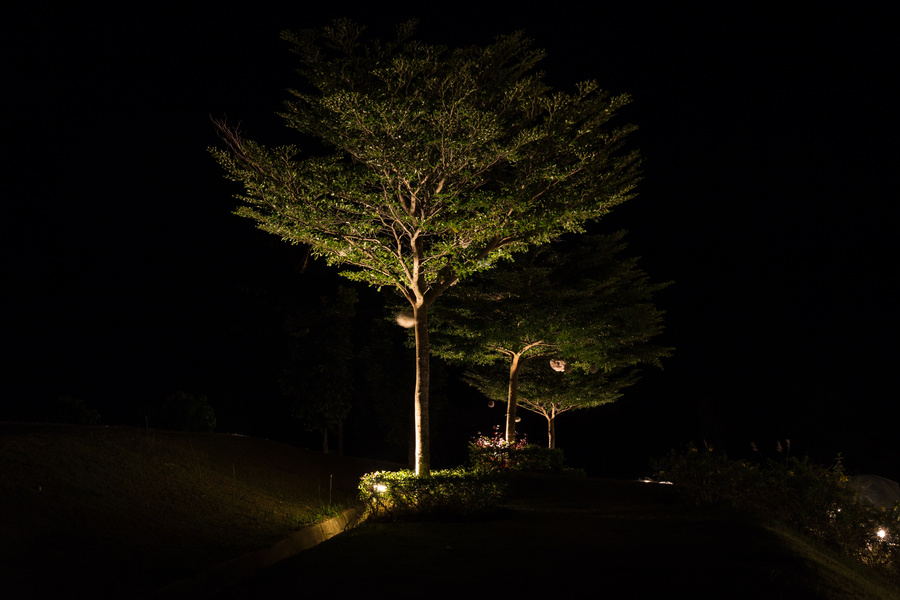 Light night garden